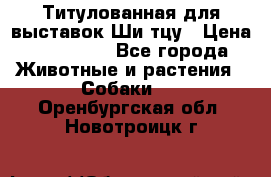 Титулованная для выставок Ши-тцу › Цена ­ 100 000 - Все города Животные и растения » Собаки   . Оренбургская обл.,Новотроицк г.